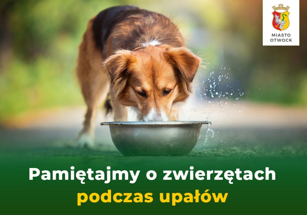 Jak dbać o zwierzęta w czasie upału?